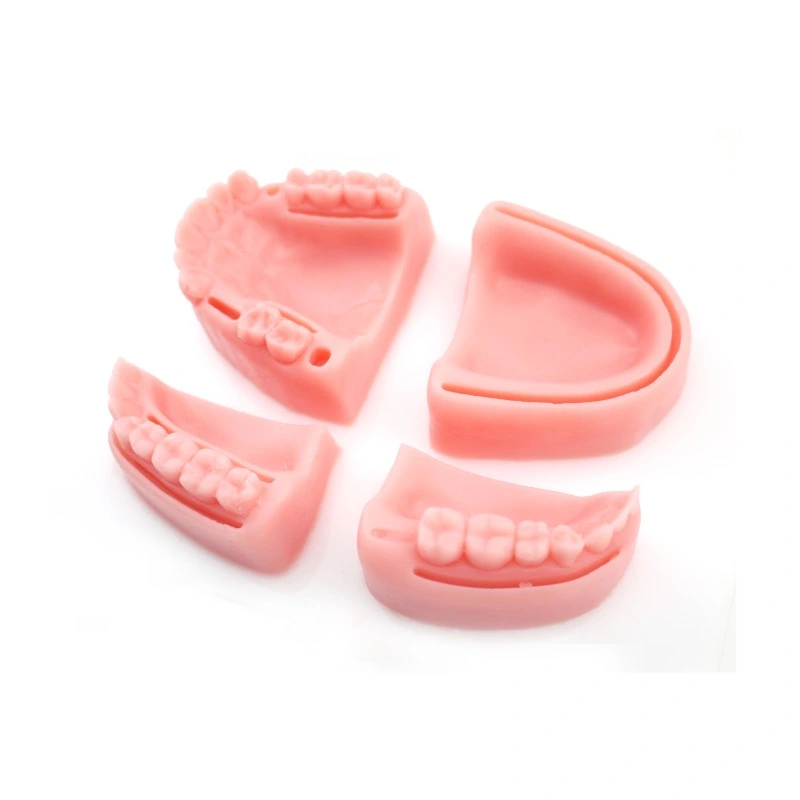 Human Dental Suture Pad, Dental Training Models, Dental Pad for Suture Practice